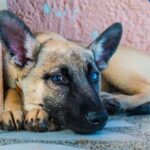 Der belgische Schäferhund ist erst nach3 Jahren voll ausgereift