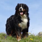 Berner Sennenhunde waren früher Arbeitstiere und sind heute aufgrund Ihres Charakters bei Familien beliebt.