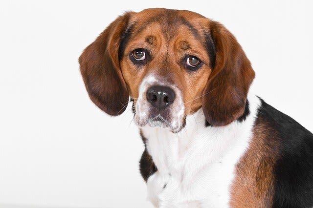 Das Blutohr beim Hund