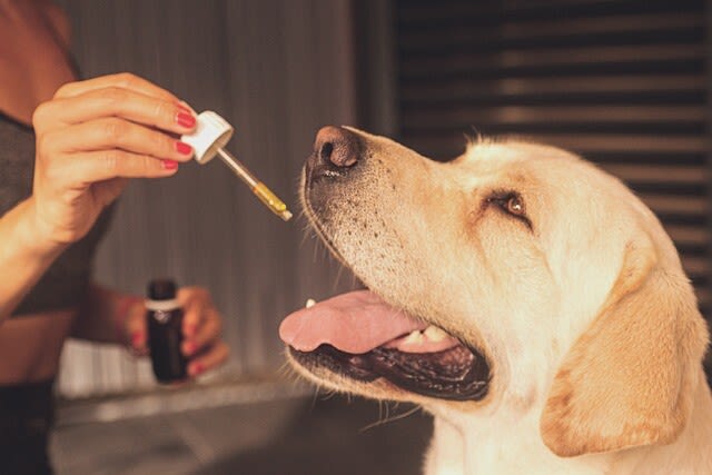 Ist CBD für Hunde sinnvoll?