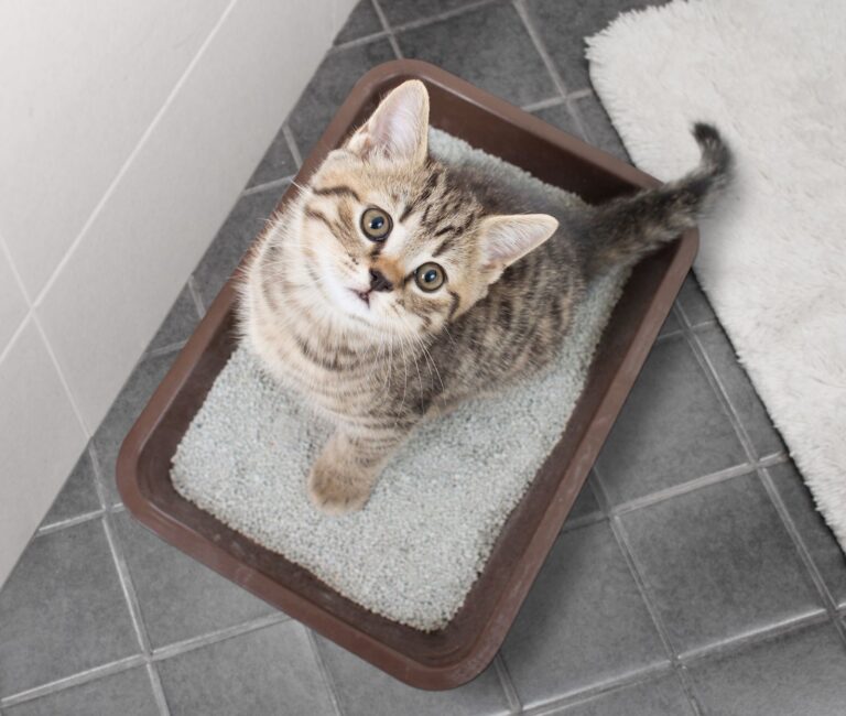 Die Katze pinkelt ins Bett: Gründe und Lösungen