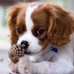 Cavalier King Charles Rasseportrait
