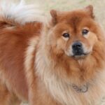 Chow Chows haben eine außergewöhnliche Erscheinung und sind für erfahrene Hundehalter geeignet.