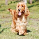 Cocker Spaniel wurden für die Jagd gezüchtet, sind heute aber auch als Familienhund beliebt
