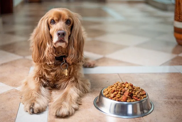 cocker spaniel mit hundefutter im napf