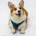 Der englische Welsh Corgi gilt als sehr lernfreudig und ist ein beliebter Familienhund.