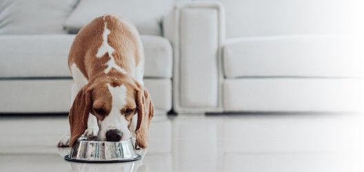 Barfen für Hunde: Gesunde Alternative?
