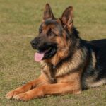Deutscher Schäferhund