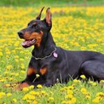Dobermänner sind sehr aktive Hunde und benötigen daher viel Beschäftigung
