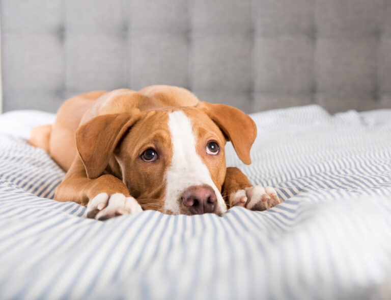 Durchfall beim Hund: Symptome, Therapie, was kann ich ihm geben?