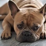 Französische Bulldoggen sind intelligente Tiere und lieben Kuscheleinheiten.