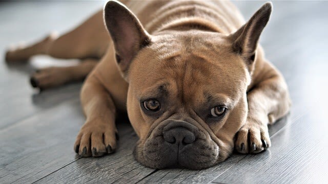 Französische Bulldogge