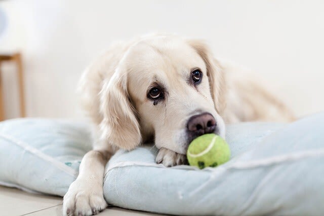 Bauchspeicheldrüsenentzündung beim Hund