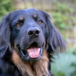 Hovawarte sind beliebte Gebrauchshunde und für Familien geeignet.