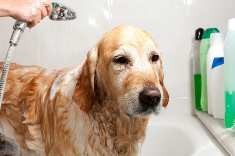 Einen Hund baden – Schritt für Schritt erklärt
