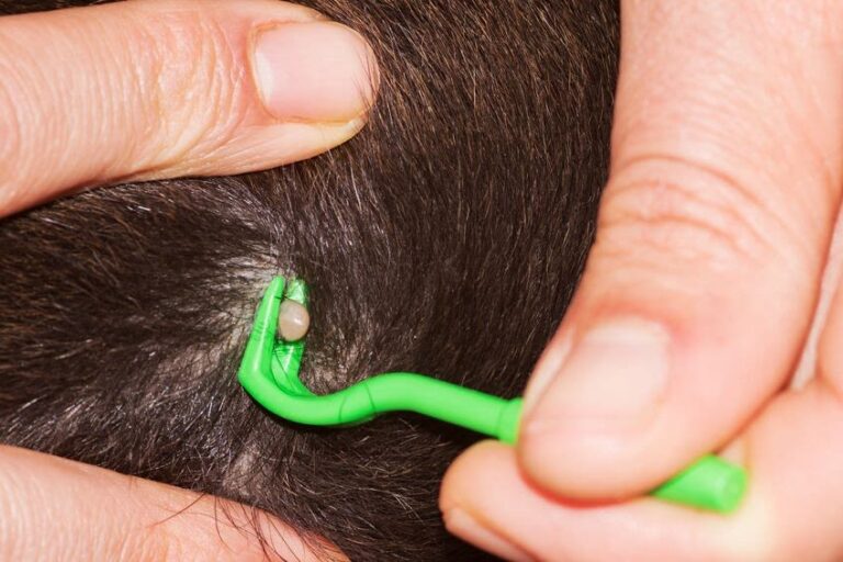 Borreliose beim Hund: Alles über Entstehung, Symptome und Behandlung