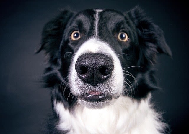 Der Hund hat eine trockene Nase – ist er krank?
