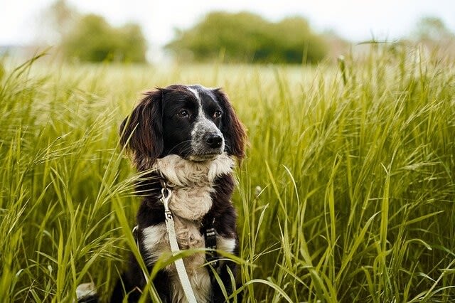 Grannen beim Hund richtig entfernen