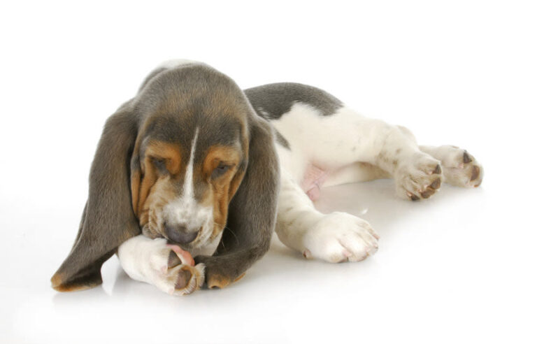 Hotspots beim Hund richtig behandeln