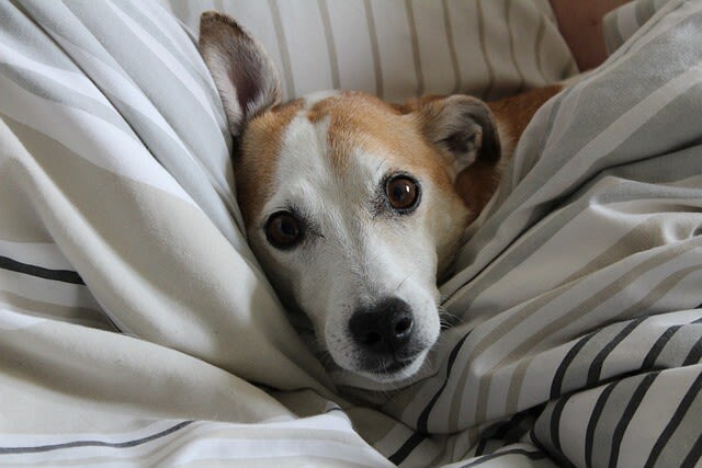 Der Hund im Bett – ein Problem?