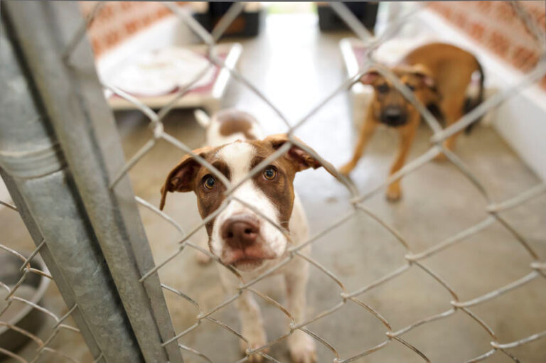 Zwingerhusten beim Hund verstehen: Symptome, Behandlung und Schutz