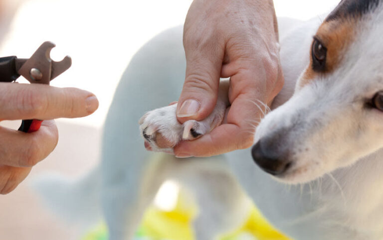 Hundekrallen zu lang? So kürzen Sie richtig