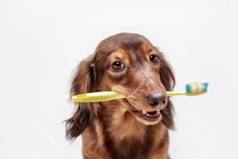 Von Abrieb bis Zahnpasta: So funktioniert Zahnpflege beim Hund
