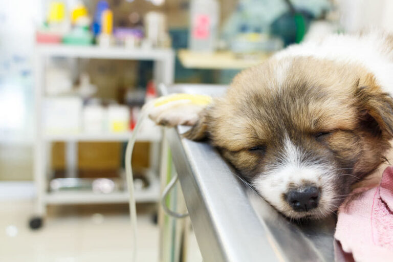 Probleme mit dem Kniegelenk – Patellaluxation beim Hund