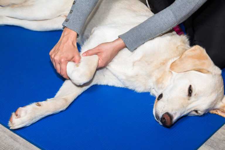 Physiotherapie beim Hund: Methoden und Kosten