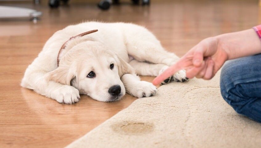 Hund pinkelt in die Wohnung - Alle Ursachen und Lsungen - Santvet