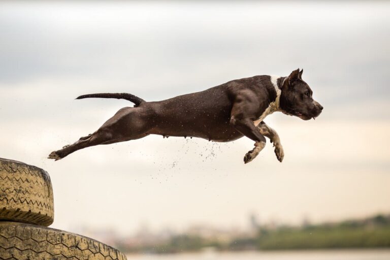 Kreuzbandriss beim Hund: Vorbeugung, Behandlung und Nachsorge der orthopädischen Erkrankung