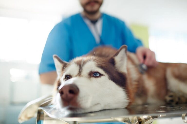 Staupe beim Hund: Infektion, Diagnose und Vorbeugung der Hunde-Erkrankung