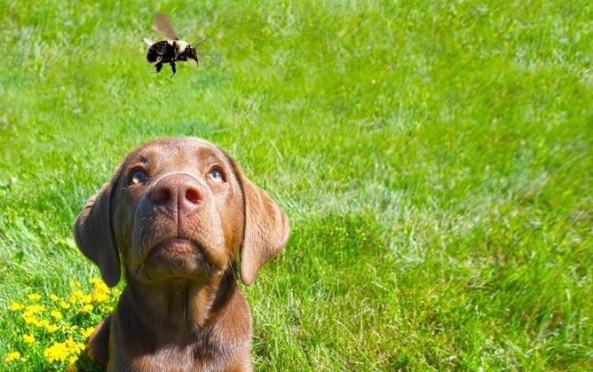 Wespenstich beim Hund