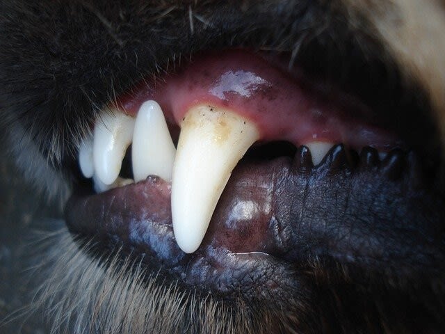 Das Zahnfleisch beim Hund: ein wichtiger Gesundheitsindikator