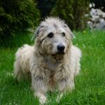 Irischer Wolfshund