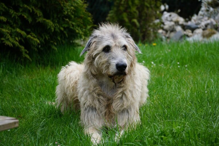 Irischer Wolfshund