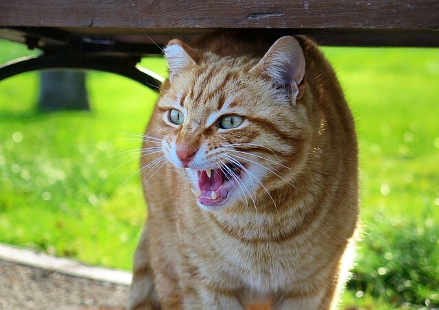 Die Körpersprache der Katze