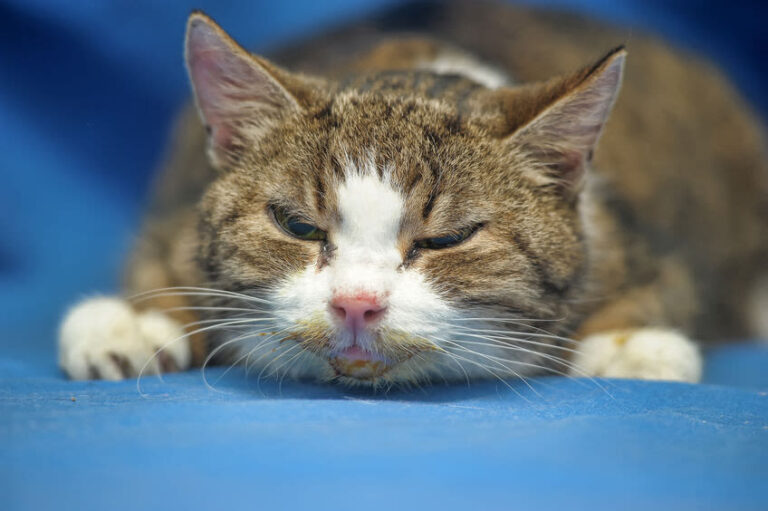 Die Katze erbricht Schaum: harmlose Magenverstimmung oder Alarmsignal?