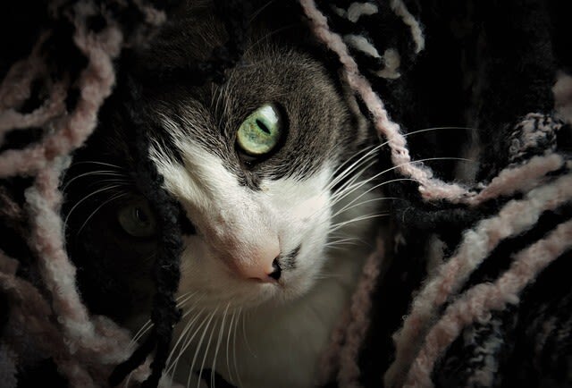 Wann hat meine Katze Fieber? Symptome richtig deuten