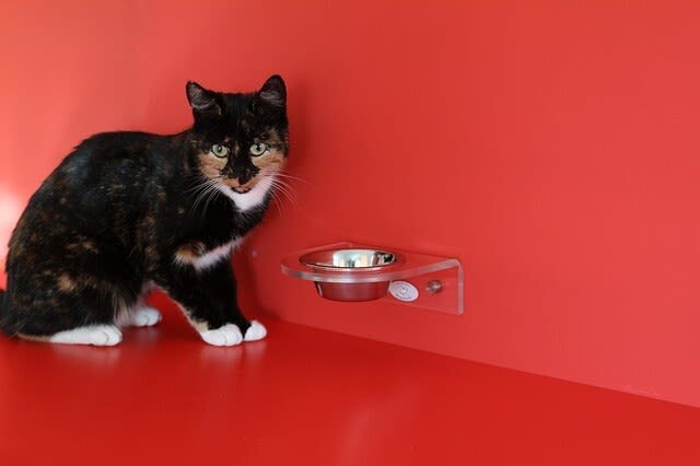 Katze frisst nicht: Wie lange kann sie ohne Futter auskommen?