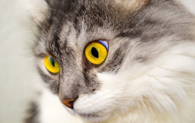 Bindehautentzündung bei der Katze: Wenn das Auge tränt und schmerzt