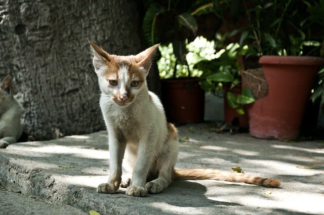 FIV bei Katzen: Symptome & Maßnahmen