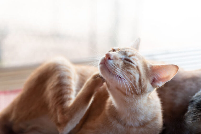Haarlinge bei Katzen
