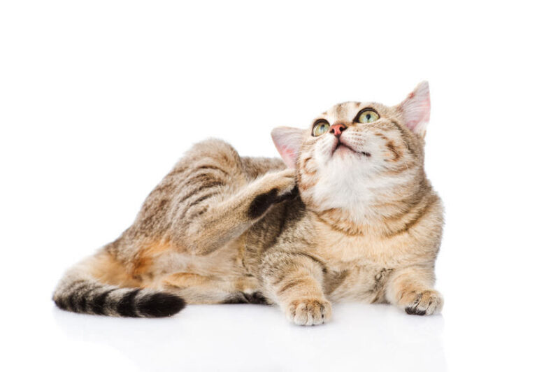 Die wichtigsten Parasiten bei Katzen