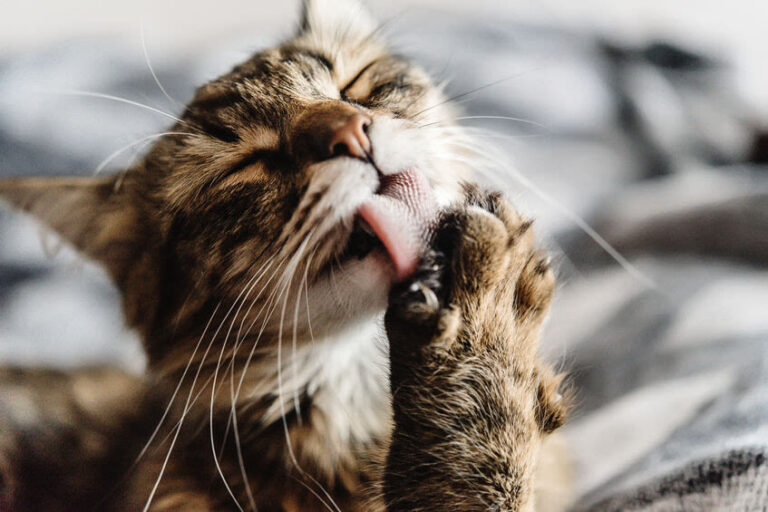 Eosinophiles Granulom der Katze