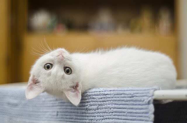 Katzenpilz diagnostizieren und behandeln