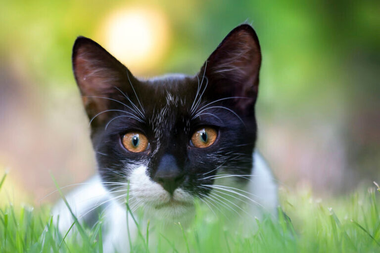 Was ist Katzenakne?