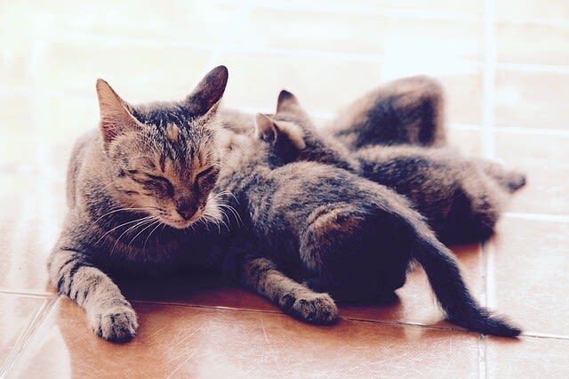 Die beliebtesten Katzennamen im Jahr 2021 sind Simba und Luna