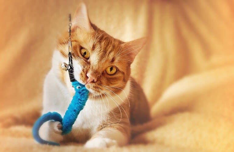 Katzenspielzeug selber machen - Ideen und Anleitungen - Santvet