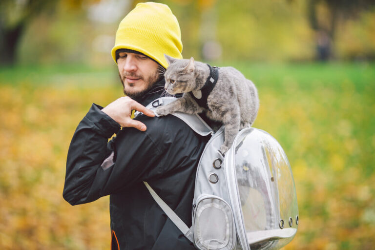 Tipps zum Trainieren von Katzen